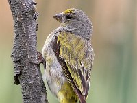 kaapse kanarie3  Cape Canary - Frieda prinsloo 2014 : frieda